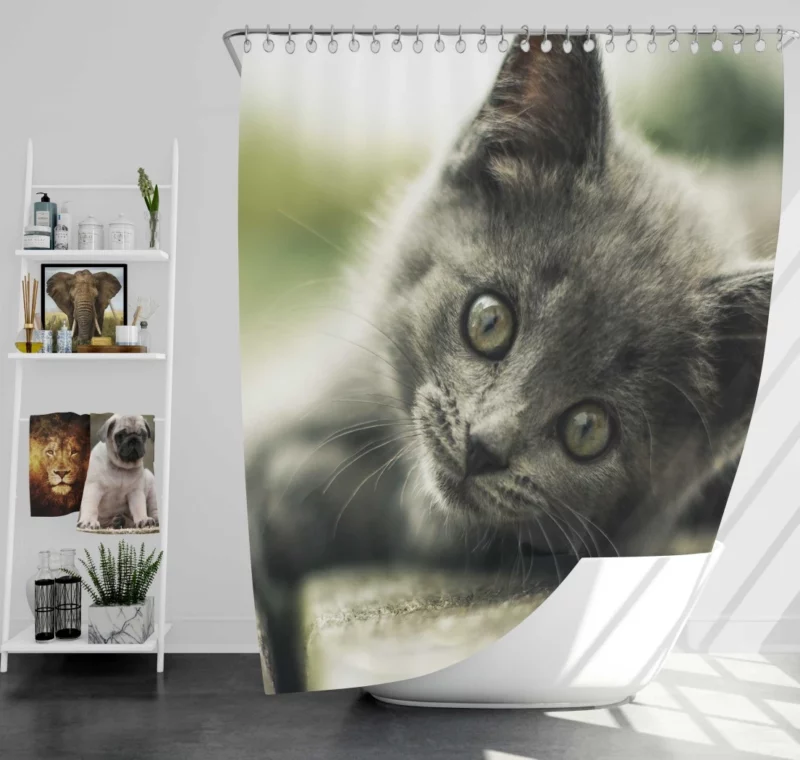 Gray Kitten Adorable Innocence Shower Curtain