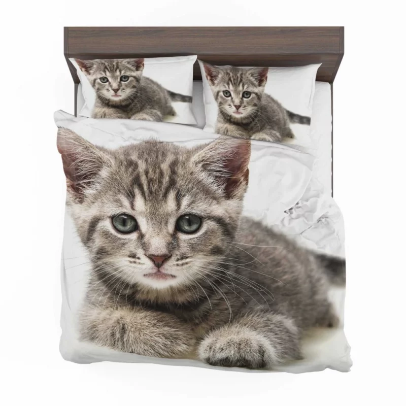 Gray Kitten Innocent Curiosity Bedding Set 1