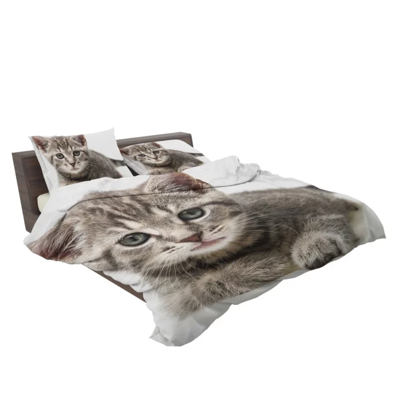 Gray Kitten Innocent Curiosity Bedding Set 2