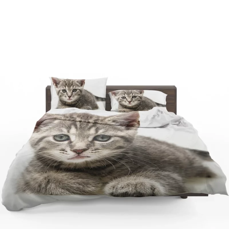 Gray Kitten Innocent Curiosity Bedding Set