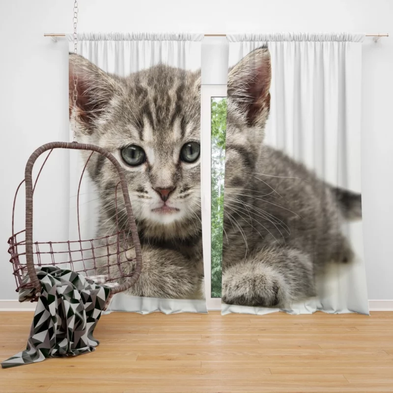 Gray Kitten Innocent Curiosity Curtain