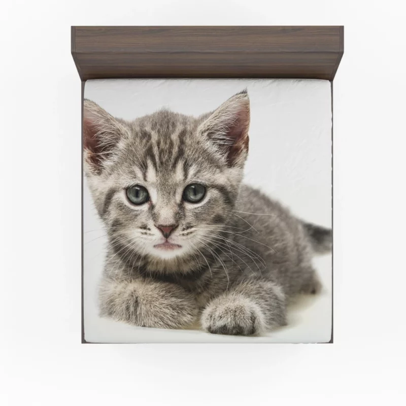 Gray Kitten Innocent Curiosity Fitted Sheet 1