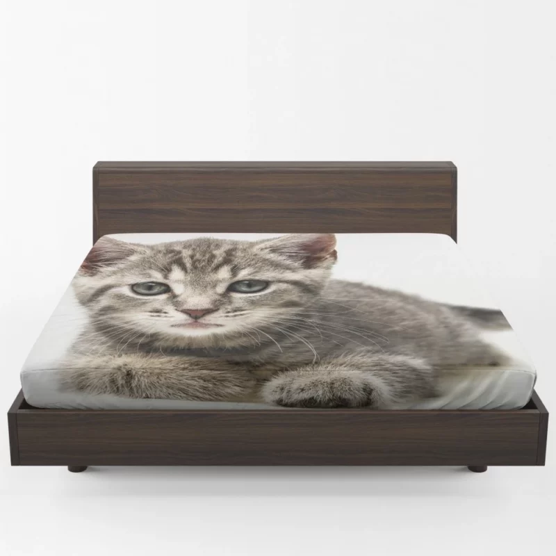 Gray Kitten Innocent Curiosity Fitted Sheet