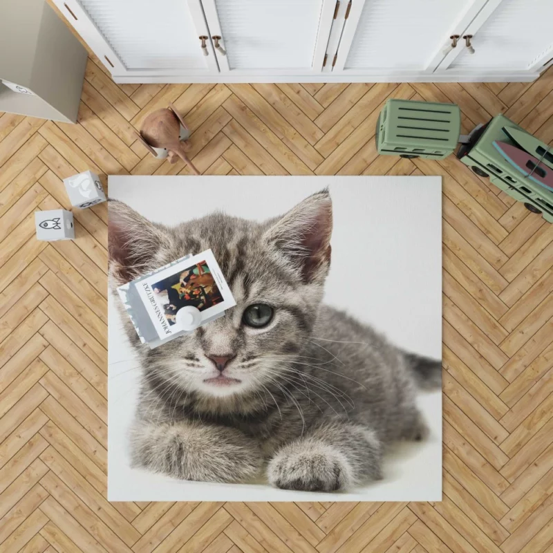 Gray Kitten Innocent Curiosity Rug