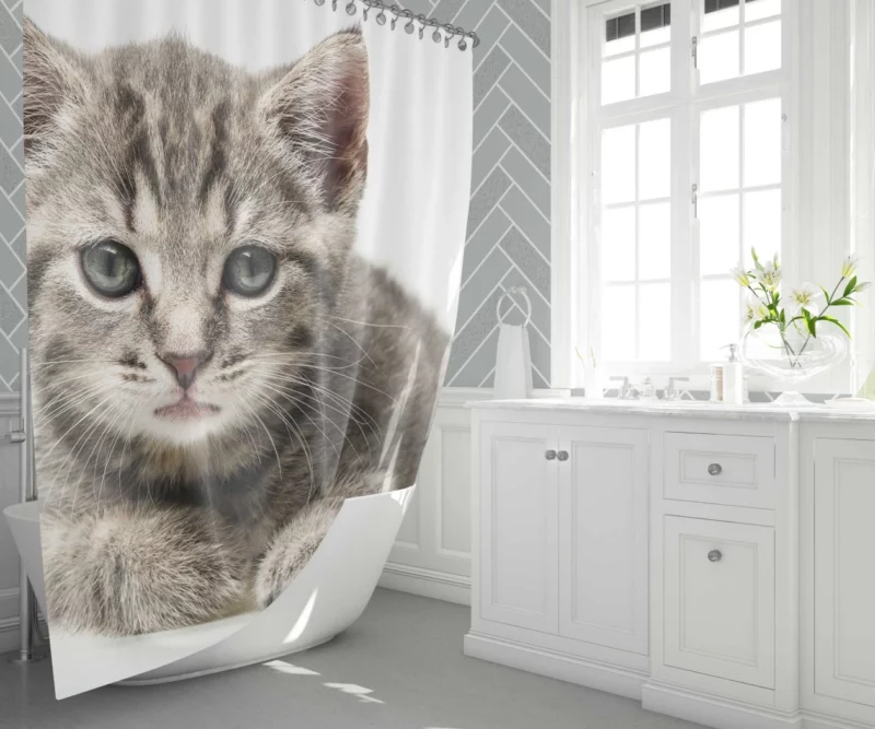 Gray Kitten Innocent Curiosity Shower Curtain 1