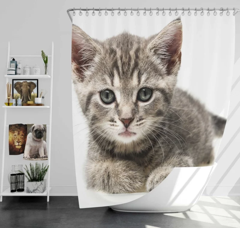 Gray Kitten Innocent Curiosity Shower Curtain