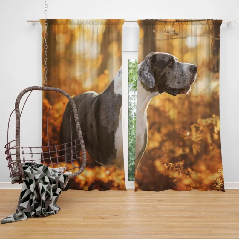 Great Dane Fall Stroll Elegant Beauty Curtain