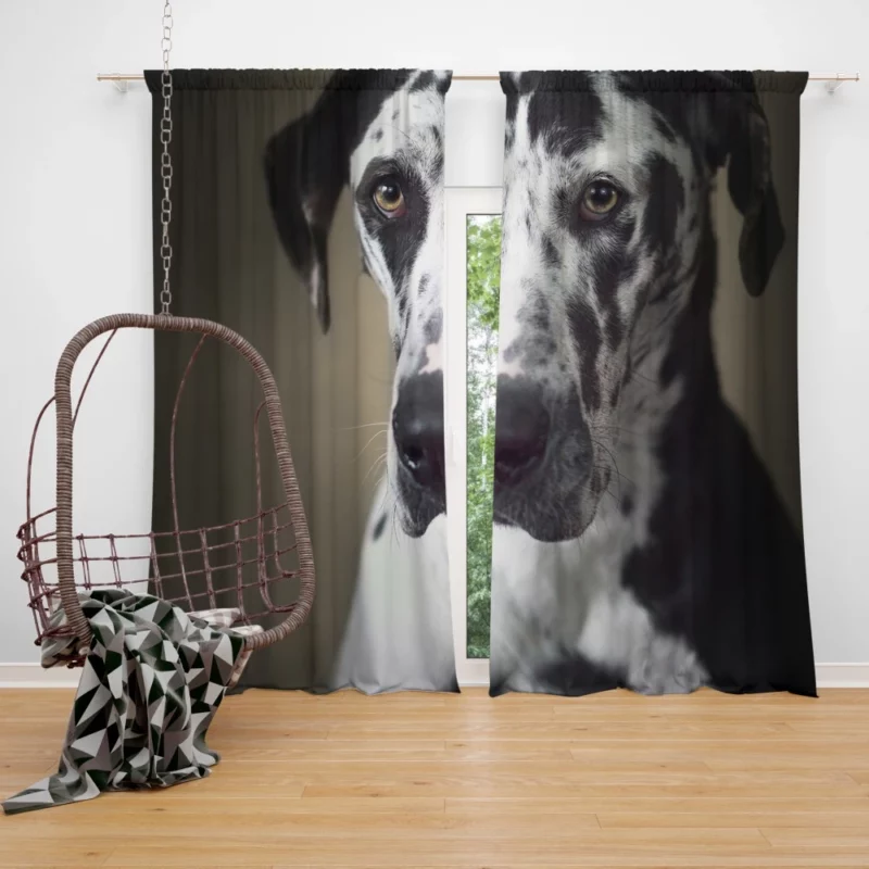 Great Dane Majestic Gaze Canine Dominance Curtain