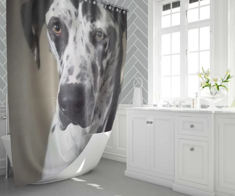 Great Dane Majestic Gaze Canine Dominance Shower Curtain 1