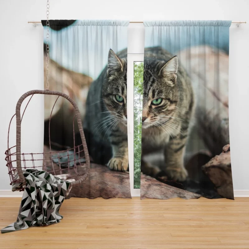 Green-Eyed Cat Mesmerizing Stare Curtain