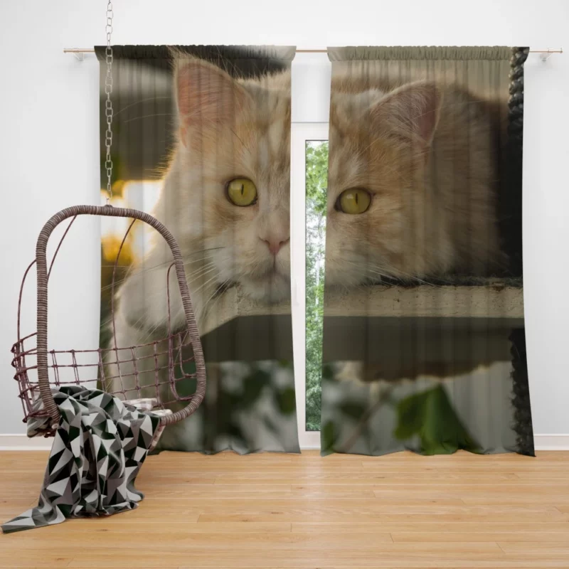 Green-Eyed Cat Mysterious Gaze Curtain