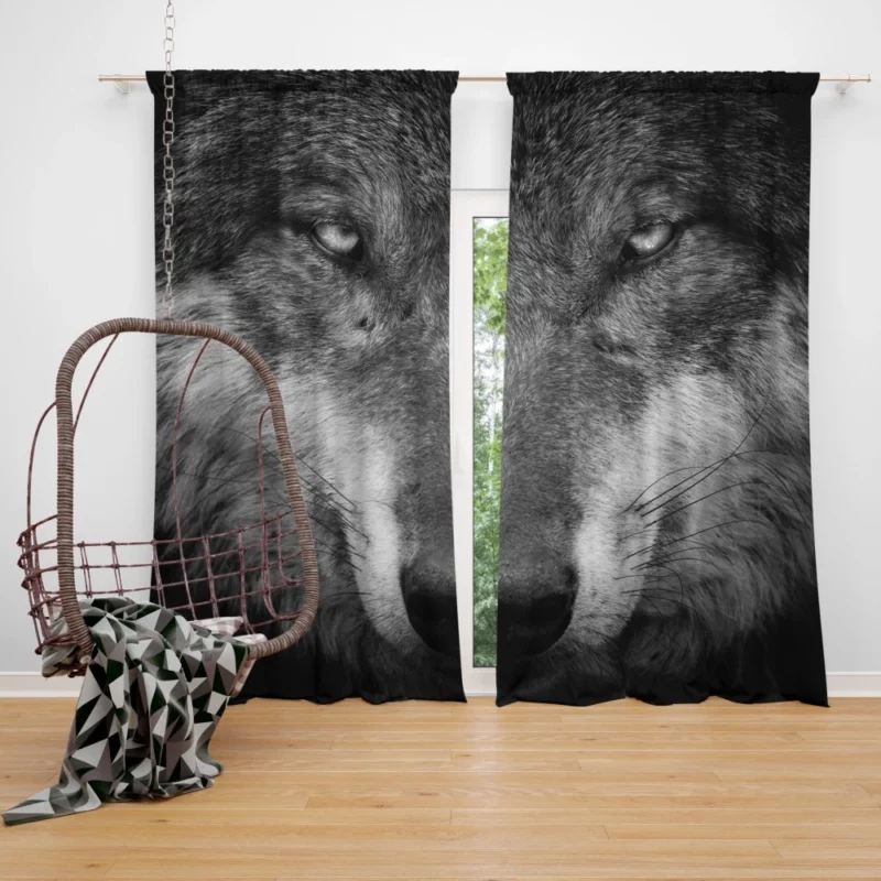 Grey Wolf Hypnotic Stare Enigmatic Aura Curtain