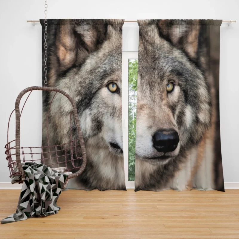 Grey Wolf Mysterious Charm Curtain