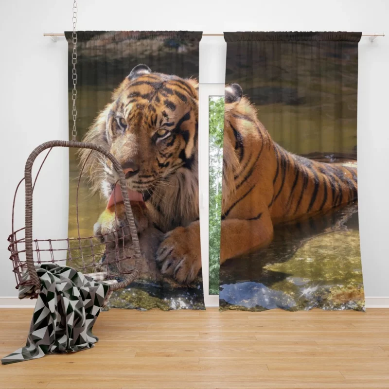 Happy and Cool Sumatran Tiger Zoo Story Curtain