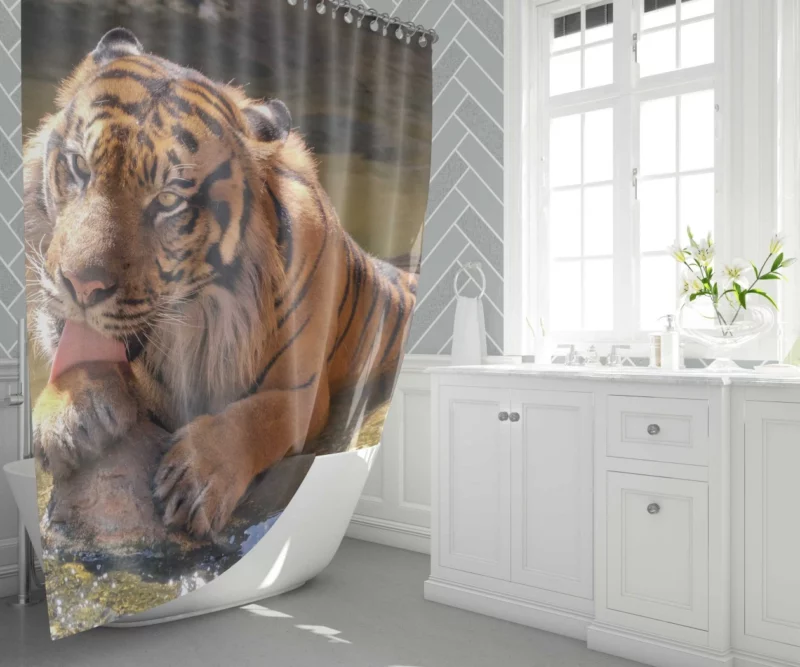 Happy and Cool Sumatran Tiger Zoo Story Shower Curtain 1