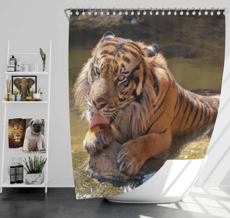 Happy and Cool Sumatran Tiger Zoo Story Shower Curtain