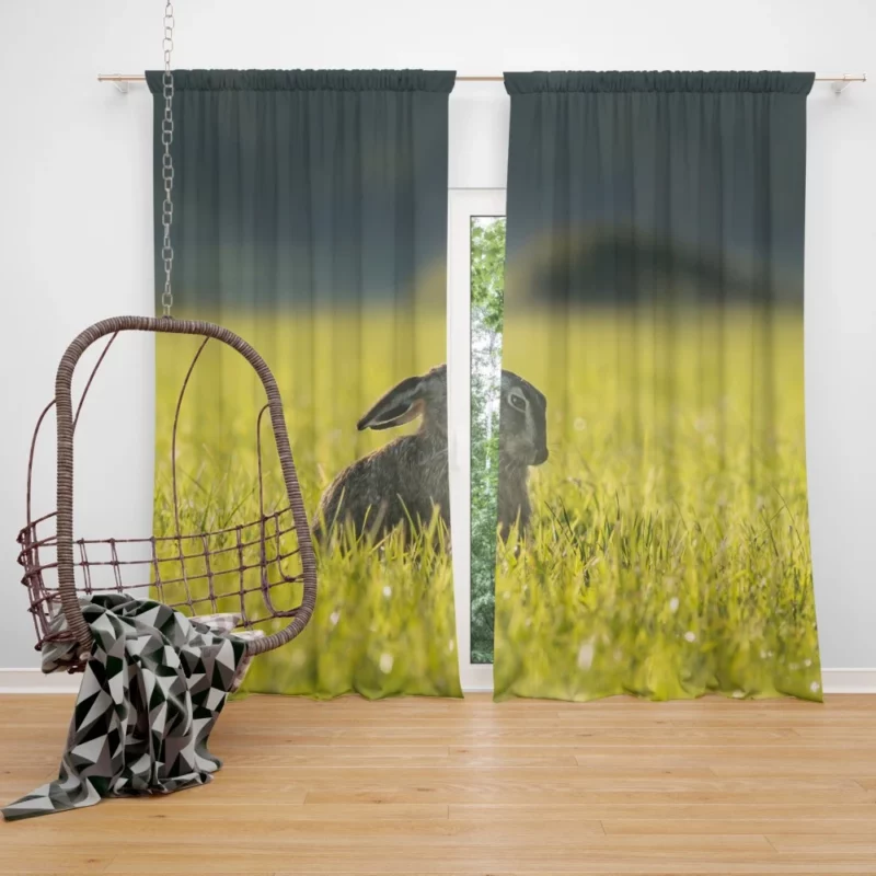 Hare Grassland Pause Silent Observer Curtain