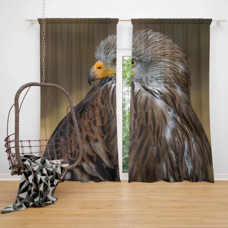 Hawk Fierce Gaze Aerial Dominance Curtain