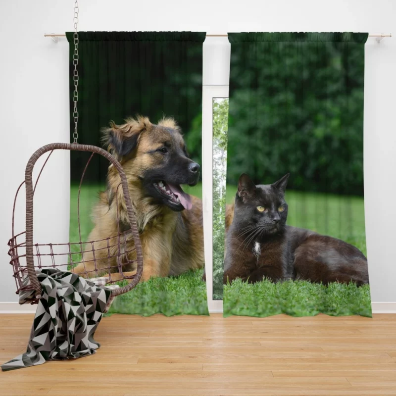 Heartwarming Cat-Dog Duo Affection Curtain