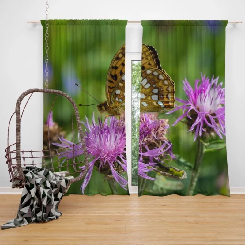 High Brown Fritillary on Brown Knapweed Curtain