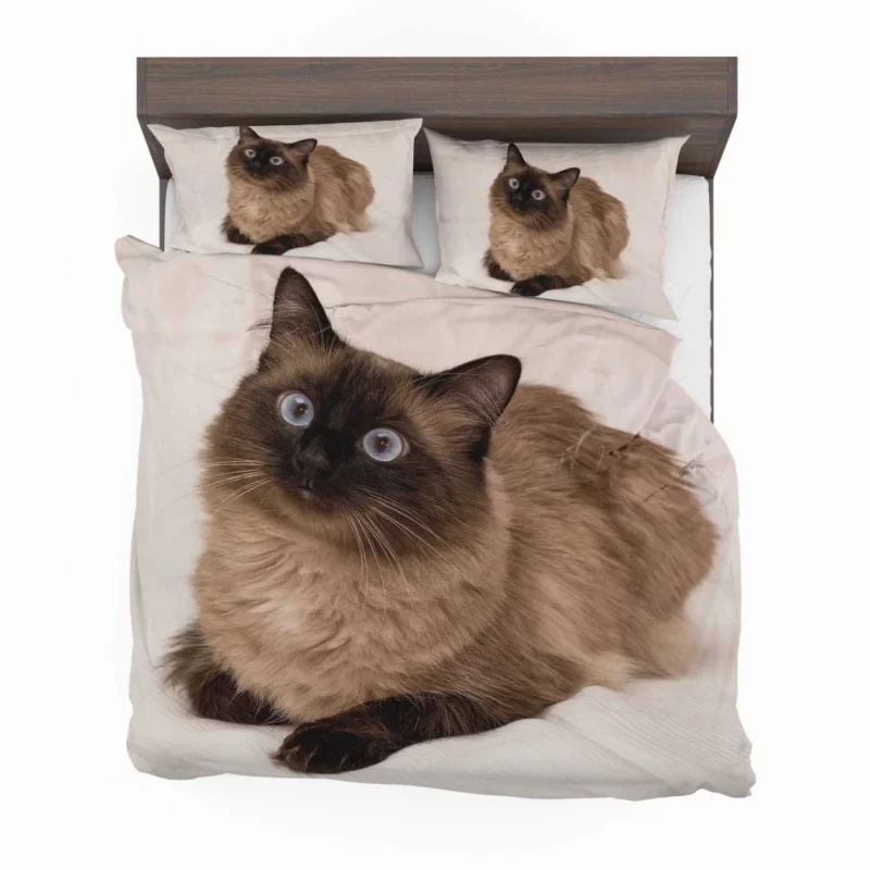 Himalayan Cat Serene Stare Feline Beauty Bedding Set 1