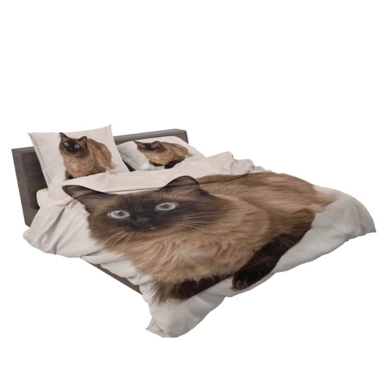 Himalayan Cat Serene Stare Feline Beauty Bedding Set 2