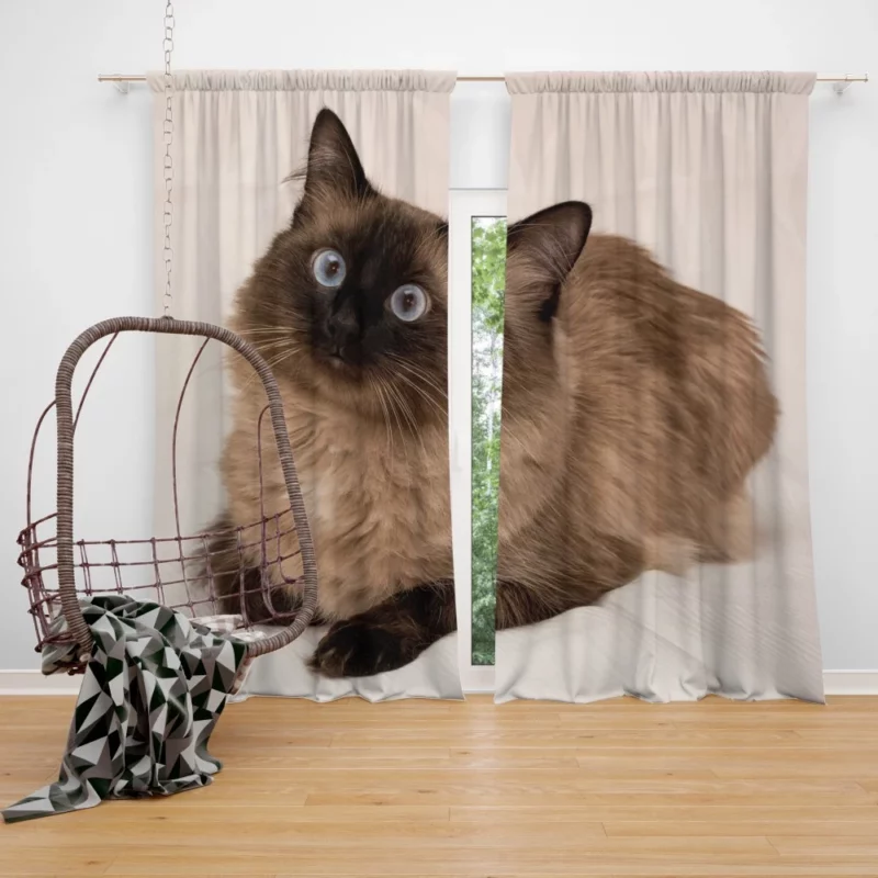 Himalayan Cat Serene Stare Feline Beauty Curtain