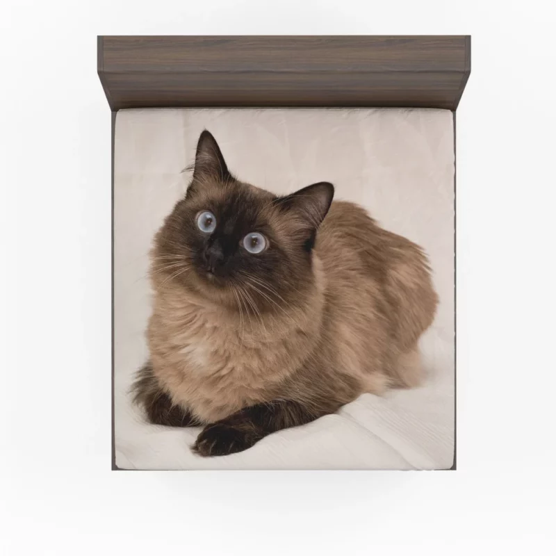 Himalayan Cat Serene Stare Feline Beauty Fitted Sheet 1