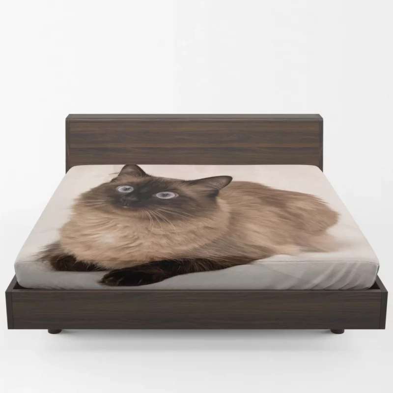 Himalayan Cat Serene Stare Feline Beauty Fitted Sheet