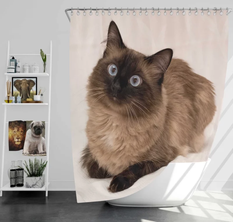 Himalayan Cat Serene Stare Feline Beauty Shower Curtain