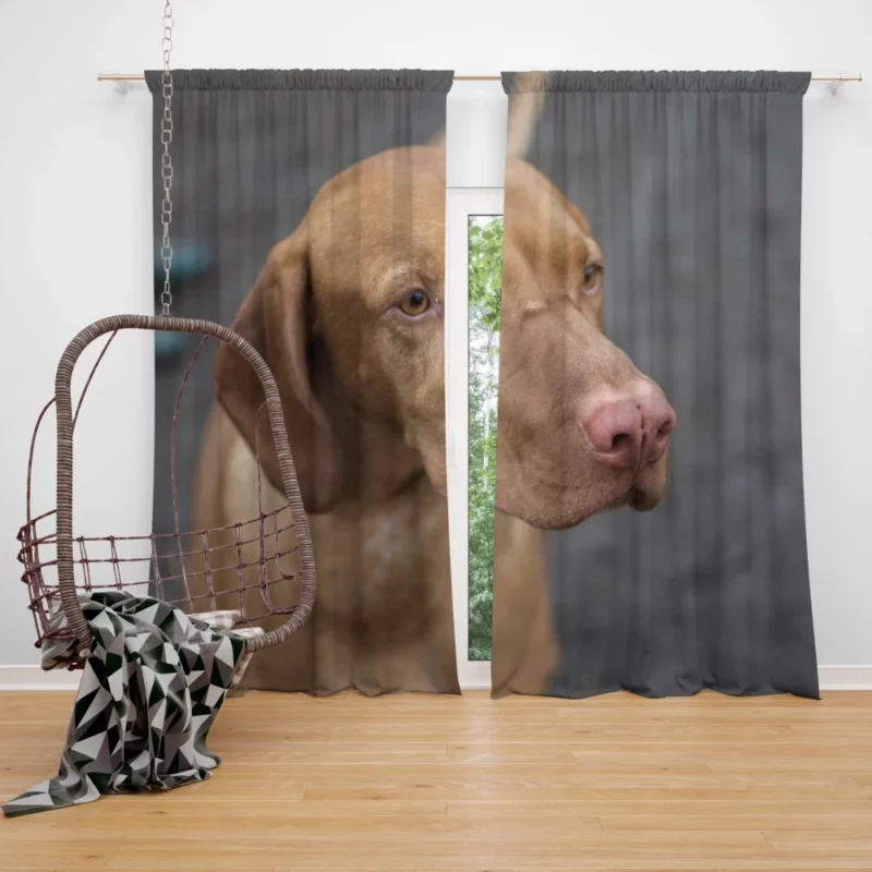 Hungarian Vizsla Muzzle Stance Canine Beauty Curtain