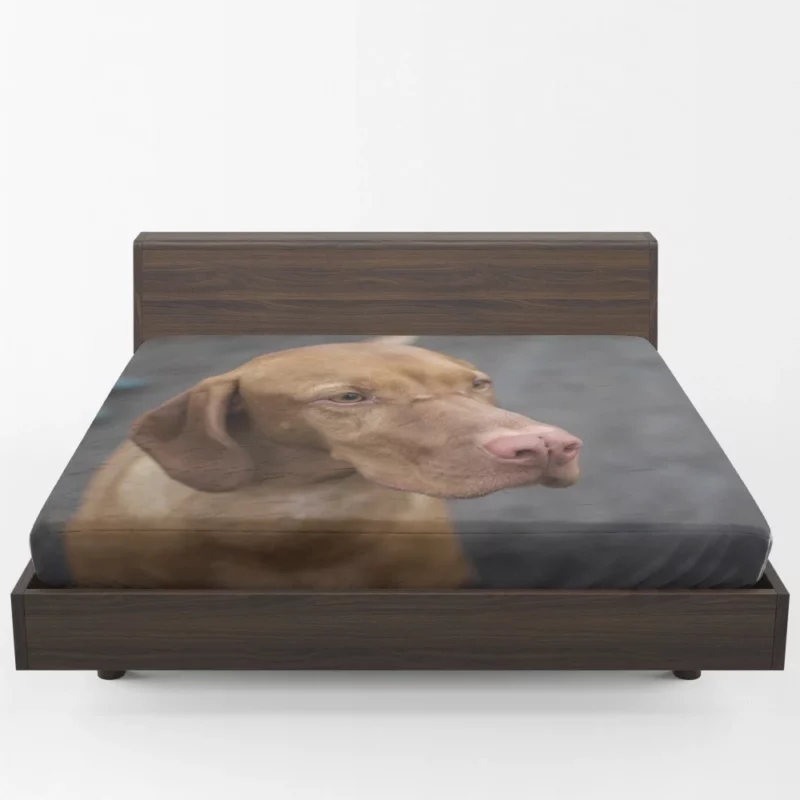 Hungarian Vizsla Muzzle Stance Canine Beauty Fitted Sheet