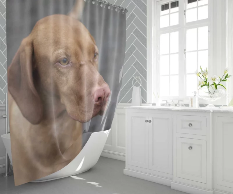 Hungarian Vizsla Muzzle Stance Canine Beauty Shower Curtain 1