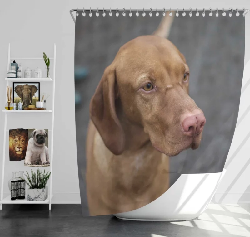 Hungarian Vizsla Muzzle Stance Canine Beauty Shower Curtain