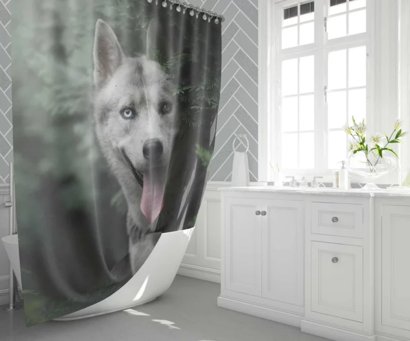 Husky Heterochromia Muzzle of Wonder Shower Curtain 1