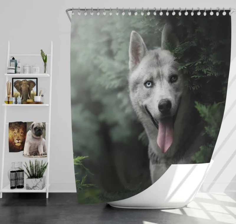 Husky Heterochromia Muzzle of Wonder Shower Curtain