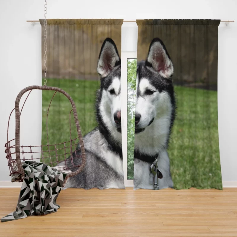 Husky Howling Wilderness Adventure Curtain