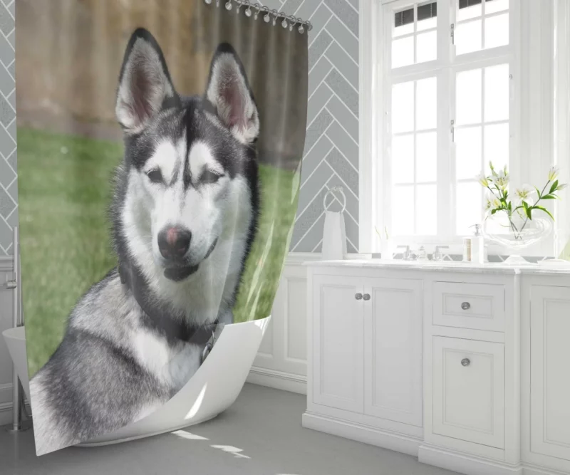 Husky Howling Wilderness Adventure Shower Curtain 1