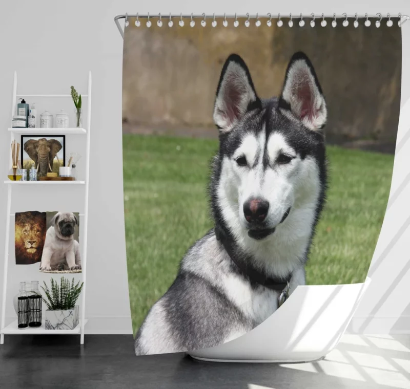 Husky Howling Wilderness Adventure Shower Curtain