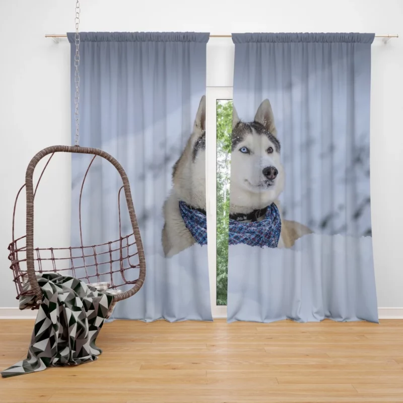 Husky Snowy Adventure Arctic Elegance Curtain