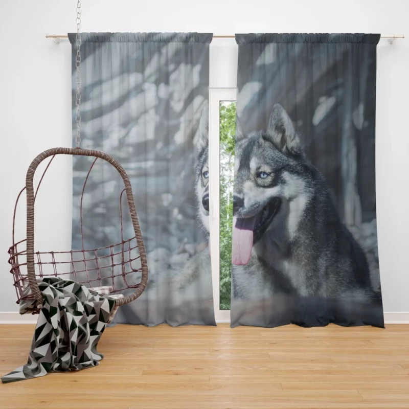 Husky Wintry Stare Arctic Spirit Curtain