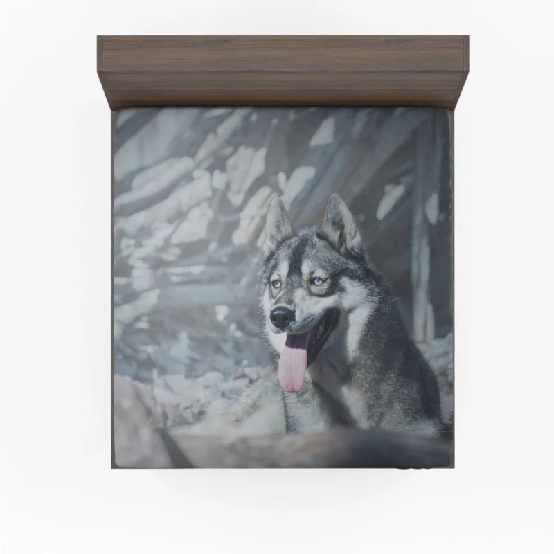 Husky Wintry Stare Arctic Spirit Fitted Sheet 1