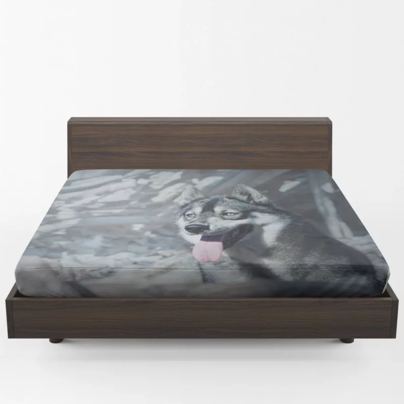 Husky Wintry Stare Arctic Spirit Fitted Sheet