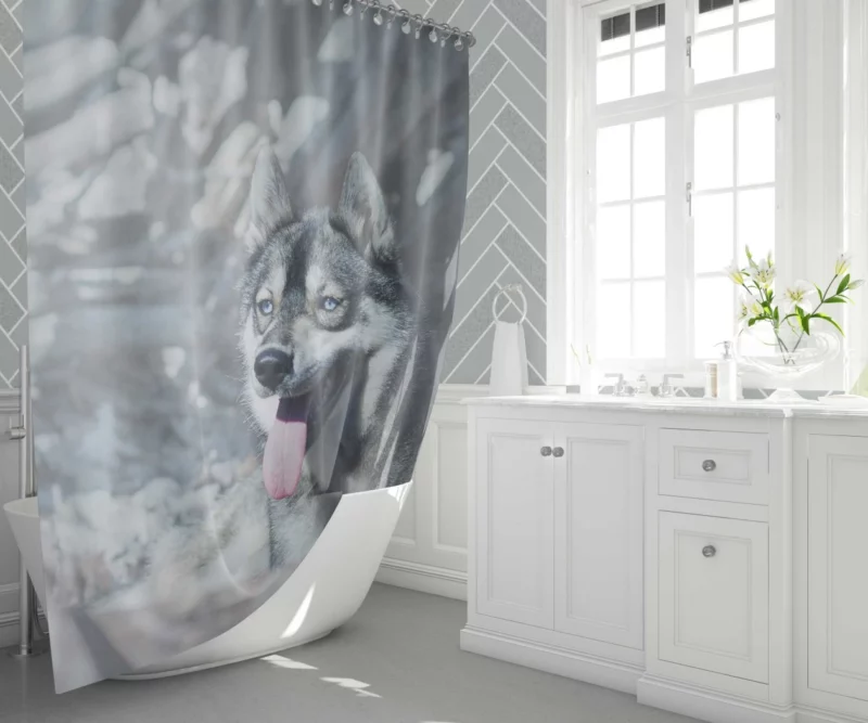 Husky Wintry Stare Arctic Spirit Shower Curtain 1