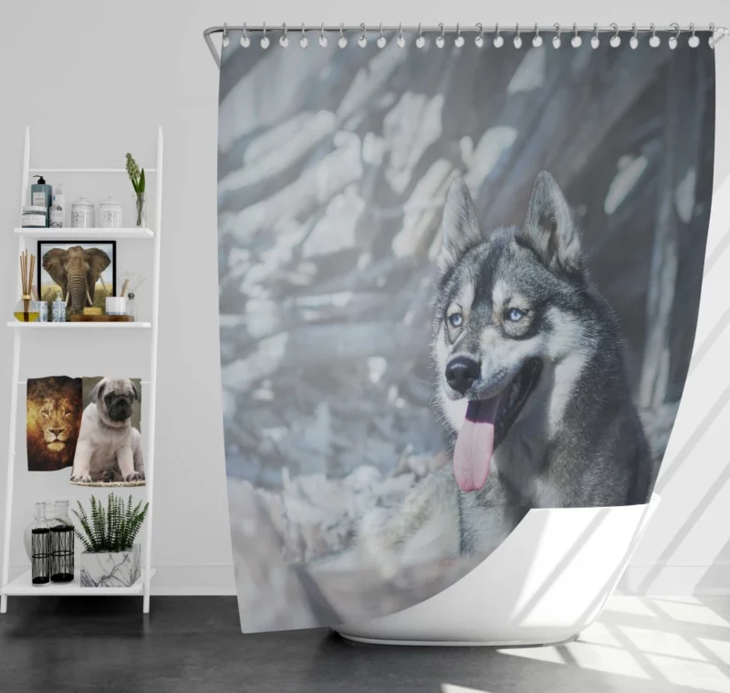 Husky Wintry Stare Arctic Spirit Shower Curtain