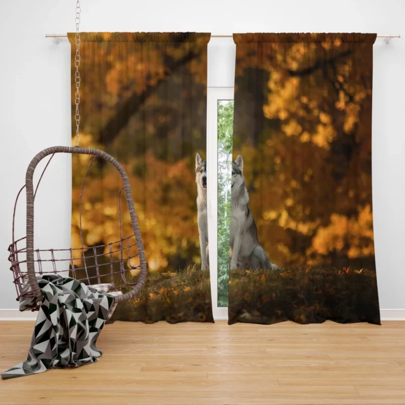 Husky in Fall Canine Adventure Curtain