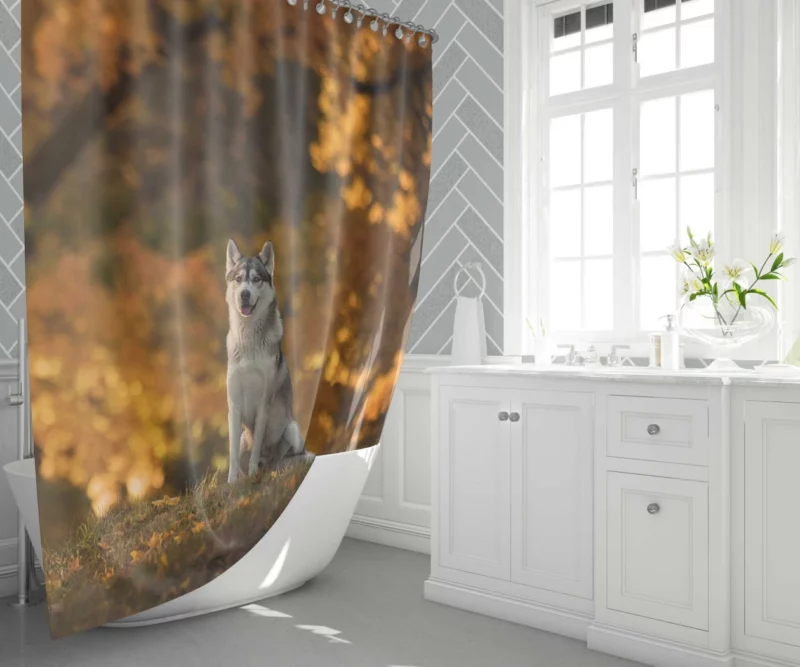 Husky in Fall Canine Adventure Shower Curtain 1