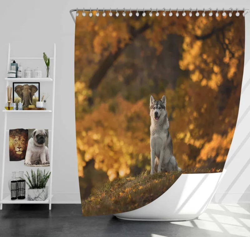 Husky in Fall Canine Adventure Shower Curtain