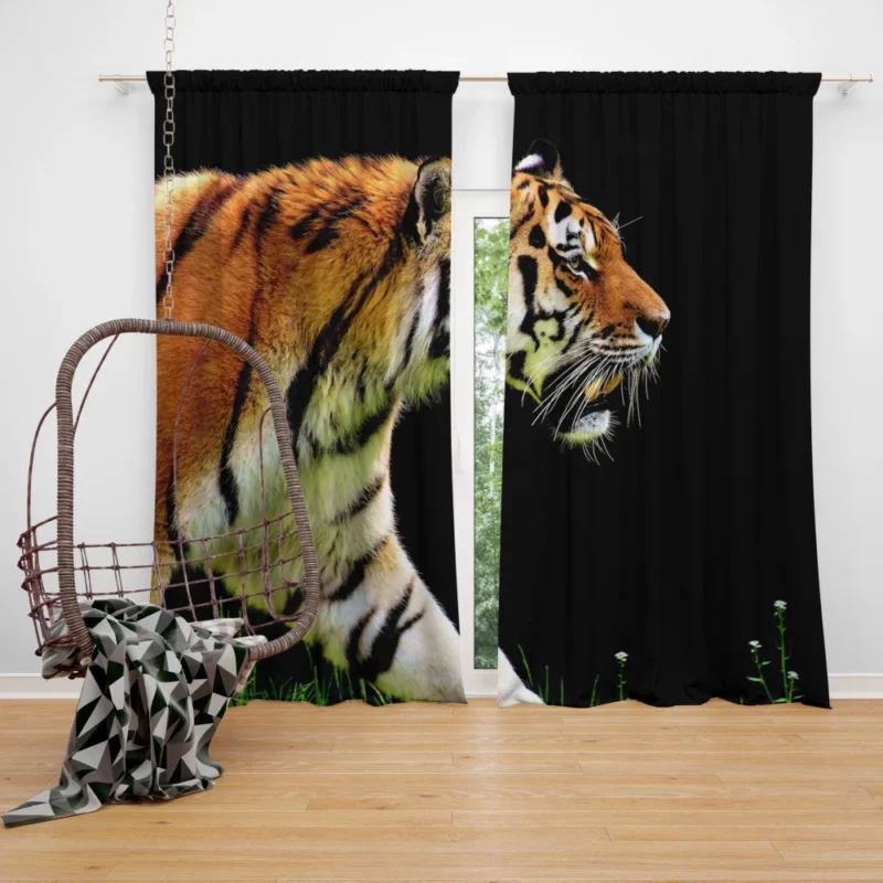 In the Shadows The Mystique of a Tiger Curtain