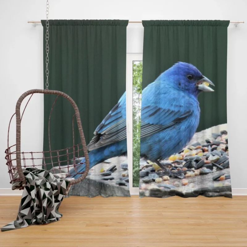 Indigo Bunting Blue Avian Beauty Curtain